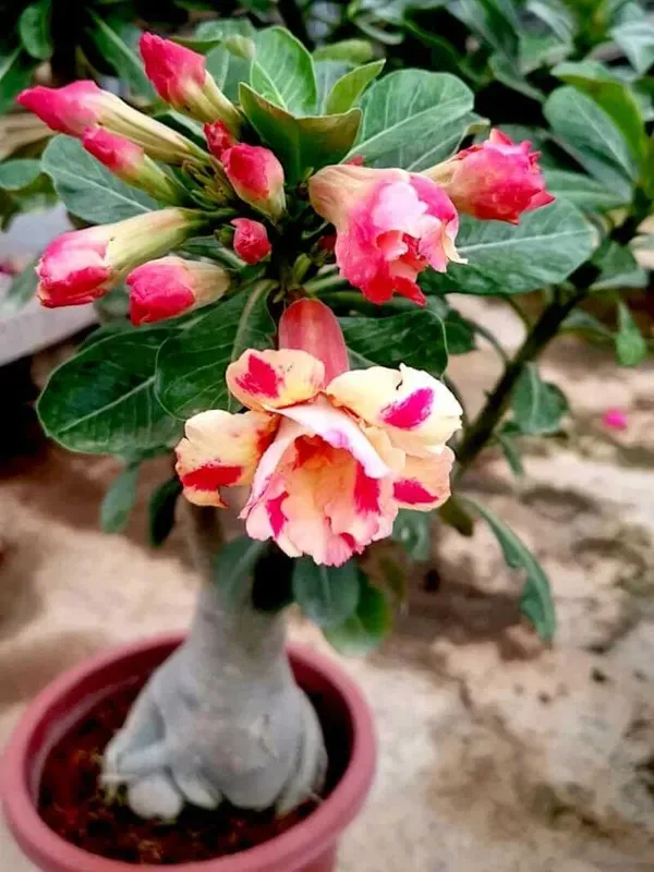 Pink_Adenium_Plant_-_Grafted_&_Perennial