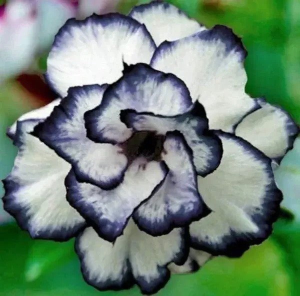 White_&_Black_Adenium_Plant_-_Grafted_&_Perennial