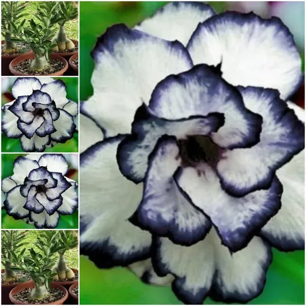 White_&_Black_Adenium_Plant_-_Grafted_&_Perennial