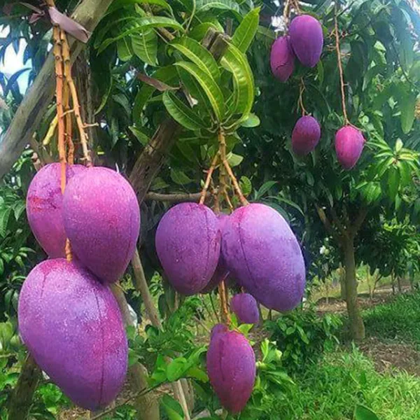 Vanraj_Mango_Plant