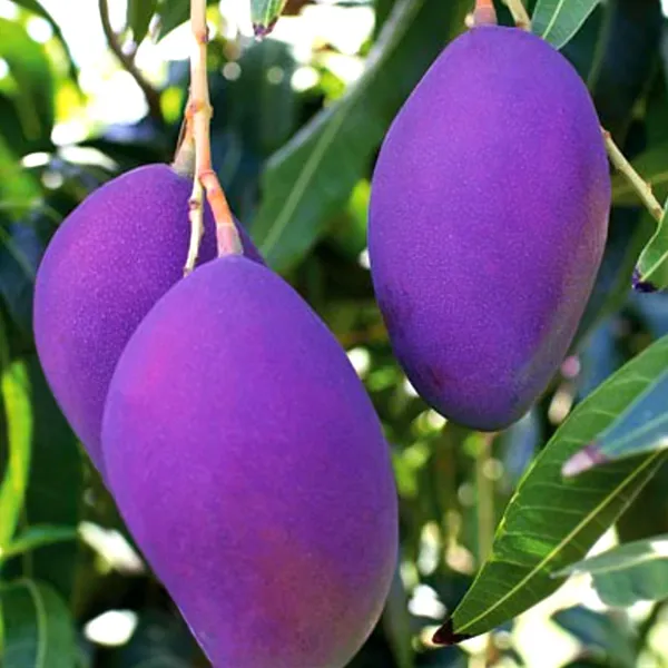 Vanraj_Mango_Plant