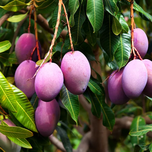 Vanraj_Mango_Plant