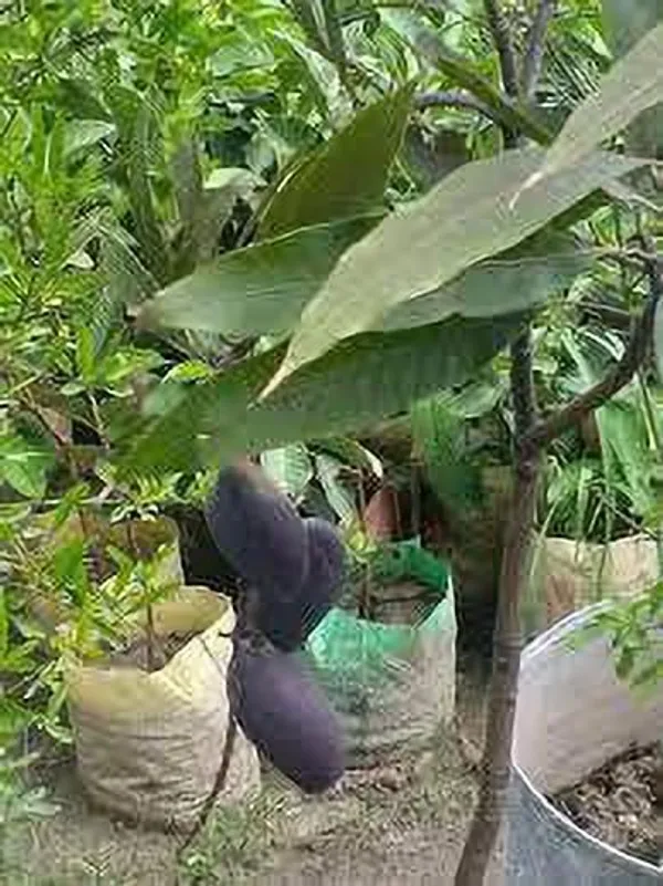 Indian_Black_stone_mango_plant