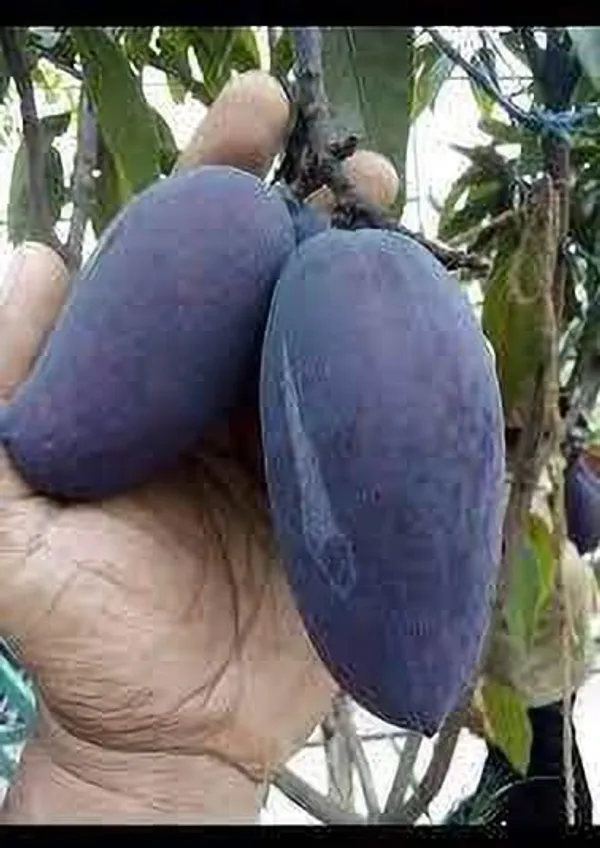 Indian_Black_stone_mango_plant