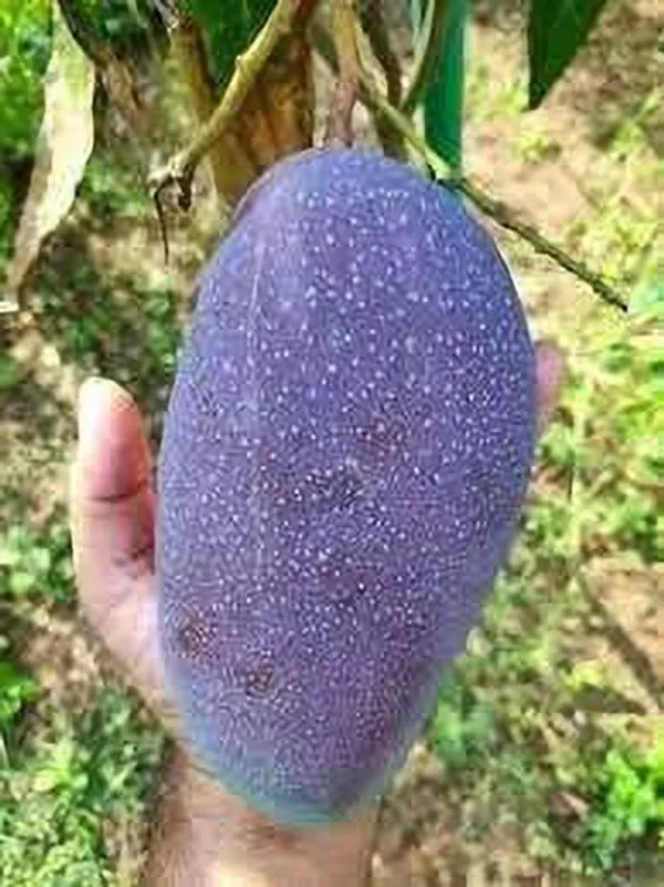 Indian_Black_stone_mango_plant