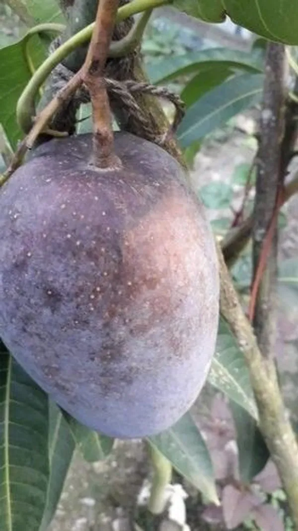 Indian_Black_stone_mango_plant