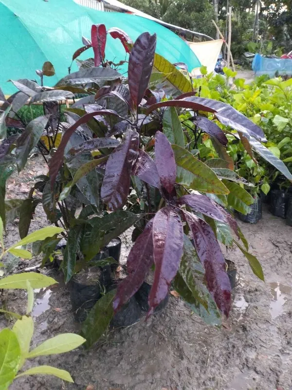 Indian_Black_stone_mango_plant