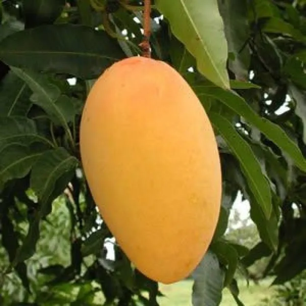 All_Time_Mango_Plant_(0006)
