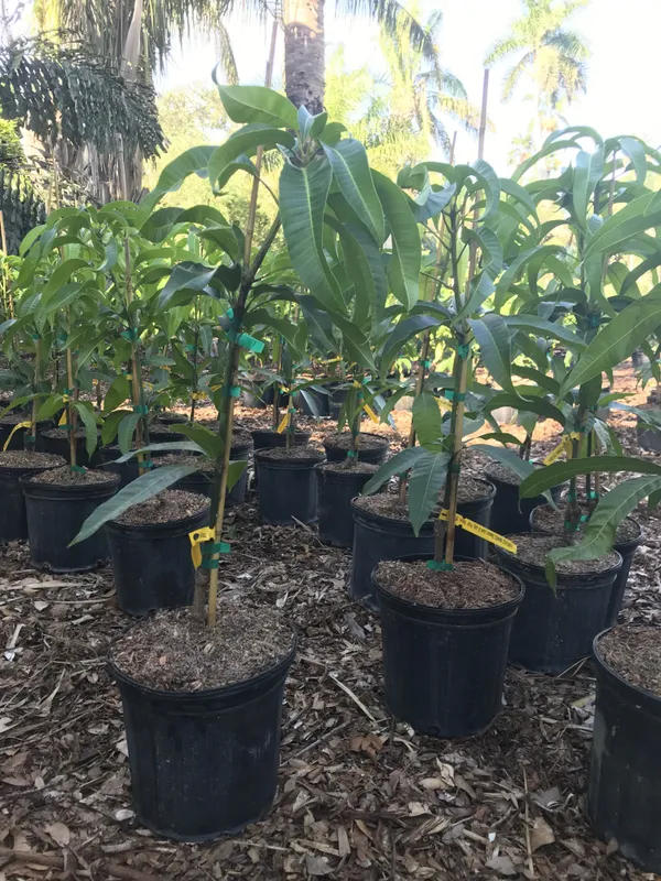 All_Time_Mango_Plant_(0006)