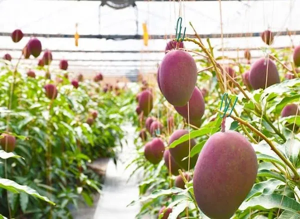 Miyazaki_Mango
