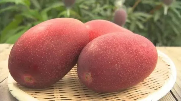 Miyazaki_Mango