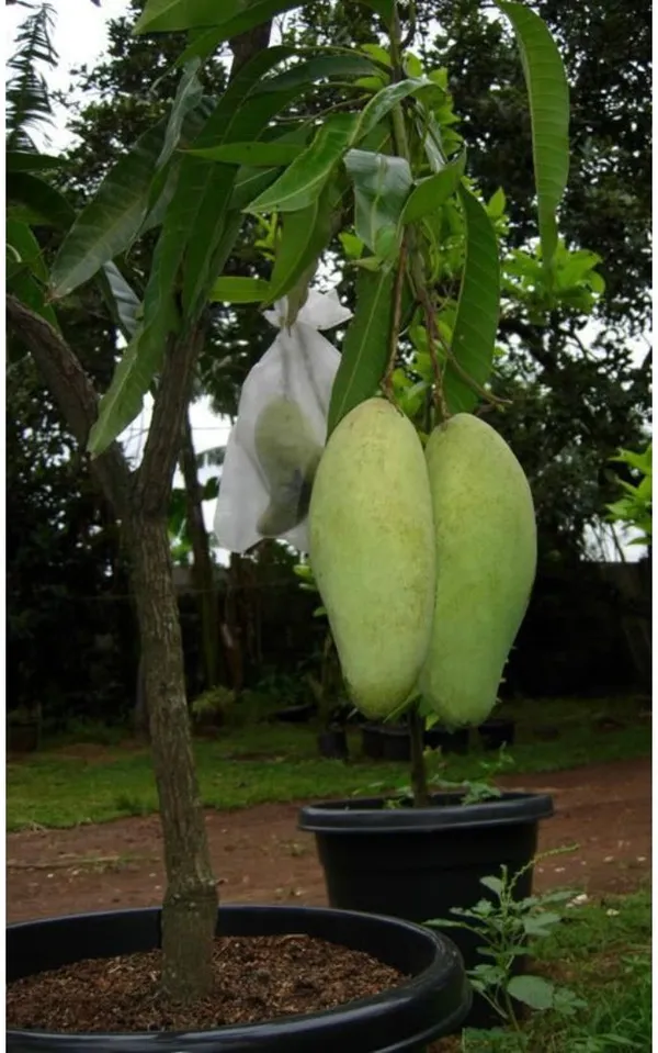 MANGO_JAPANESE_VARIETY_120