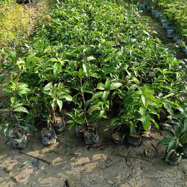 MANGO_JAPANESE_VARIETY_120