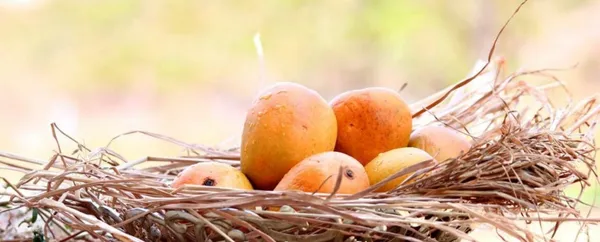 Ranagiri_Mango