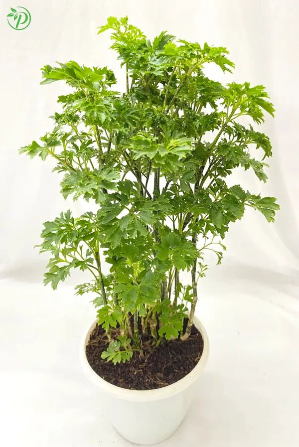 Green_Aralia_Live_Plant_-_Grafted_&_Perennial