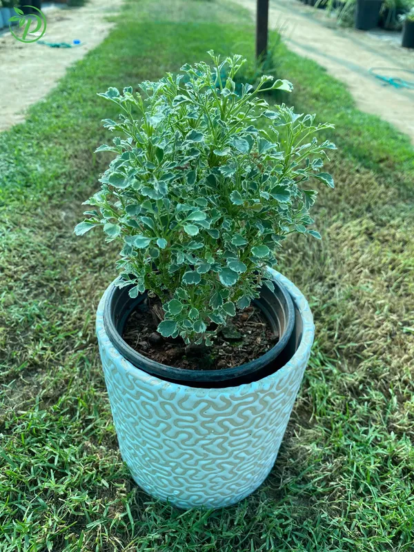 Green_Aralia_Live_Plant_-_Grafted_&_Perennial