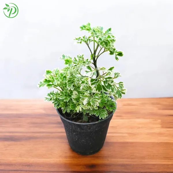 Green_Aralia_Live_Plant_-_Grafted_&_Perennial