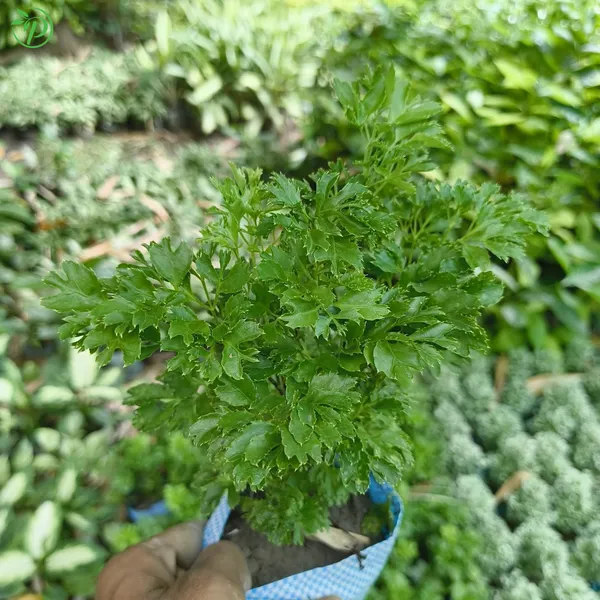 Green_Aralia_Live_Plant_-_Grafted_&_Perennial