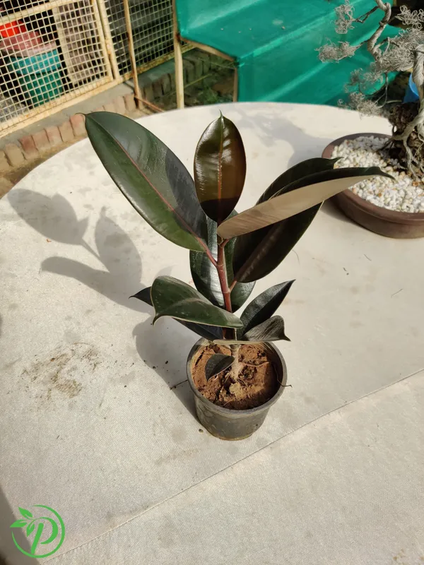 Black_Rubber_Plant_-_Grafted_&_Perennial