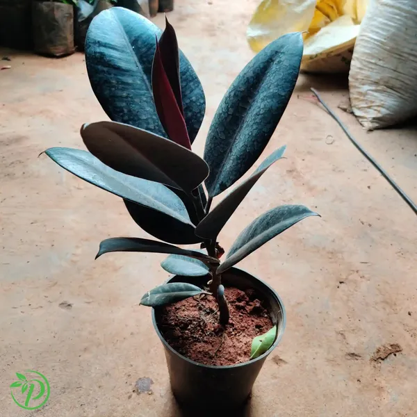 Black_Rubber_Plant_-_Grafted_&_Perennial