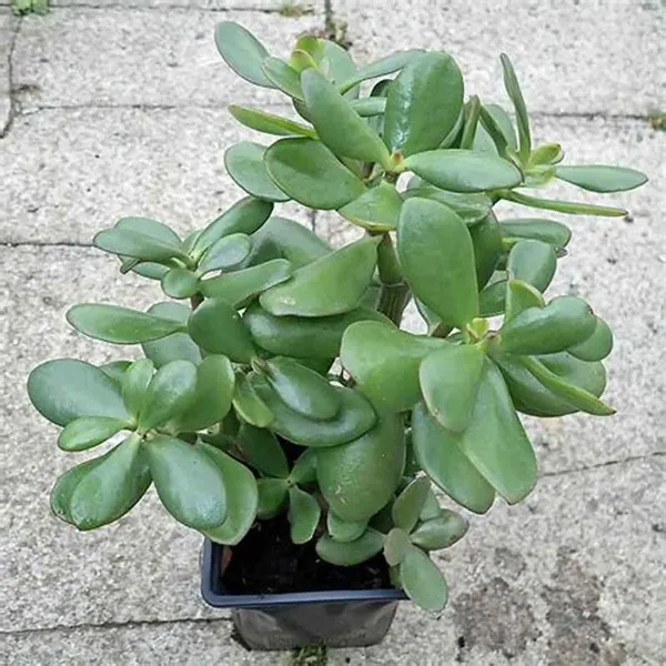 Green_Jade_Live_Plant_-_Grafted_&_Perennial
