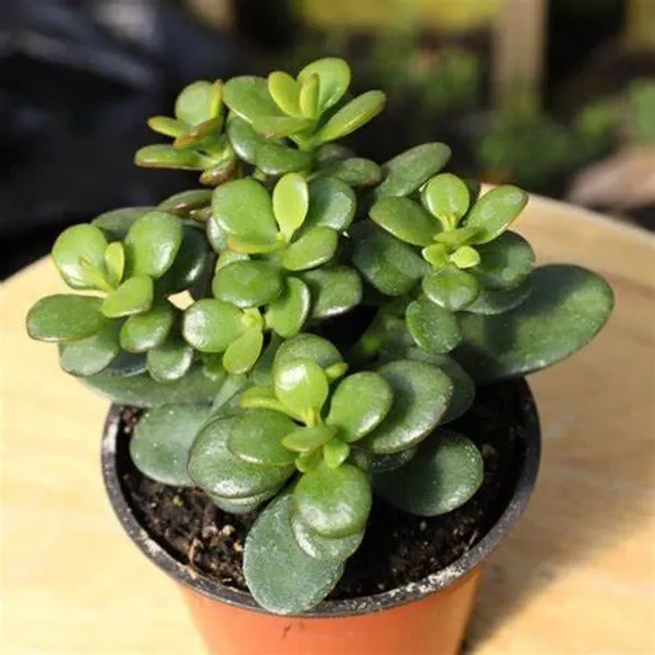 Green_Jade_Live_Plant_-_Grafted_&_Perennial
