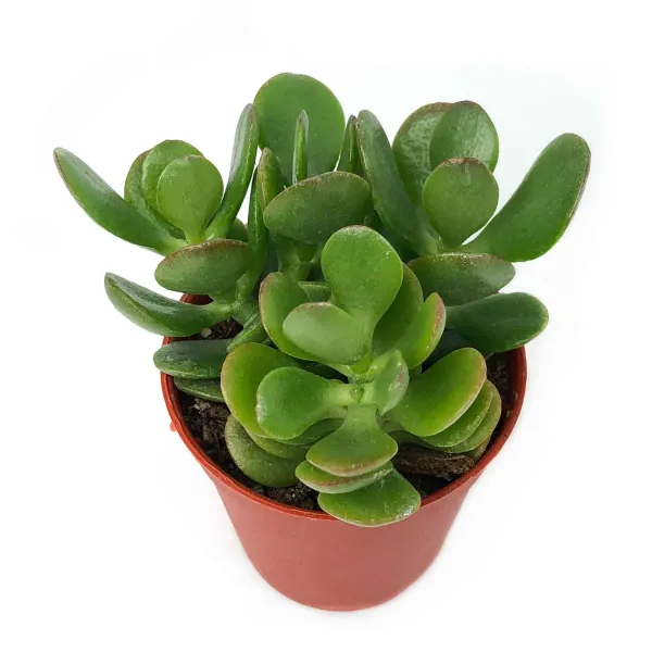 Green_Jade_Live_Plant_-_Grafted_&_Perennial