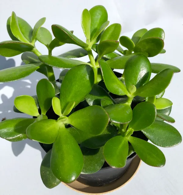 Green_Jade_Live_Plant_-_Grafted_&_Perennial