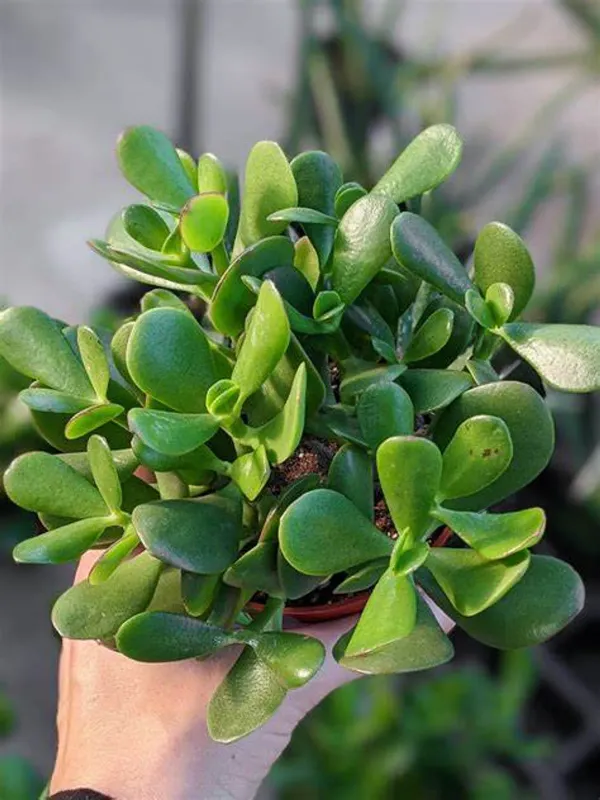Green_Jade_Live_Plant_-_Grafted_&_Perennial