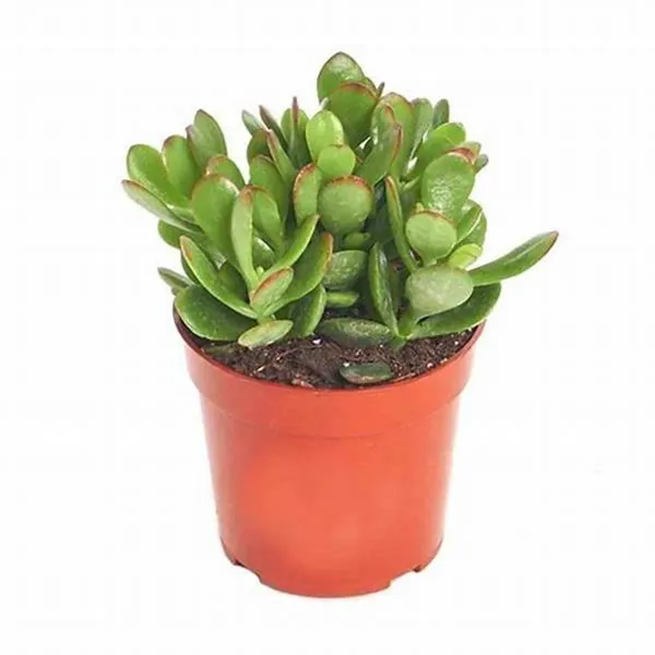 Green_Jade_Live_Plant_-_Grafted_&_Perennial