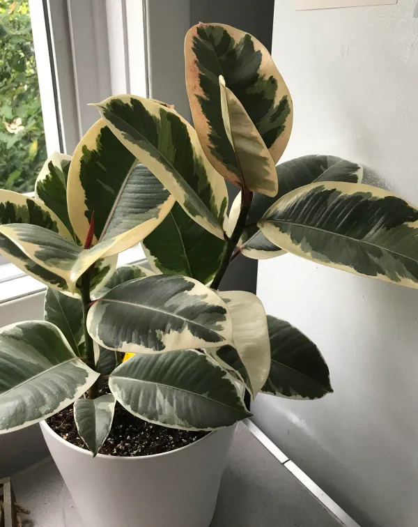 Green_Rubber_Plant_-_Grafted_&_Perennial