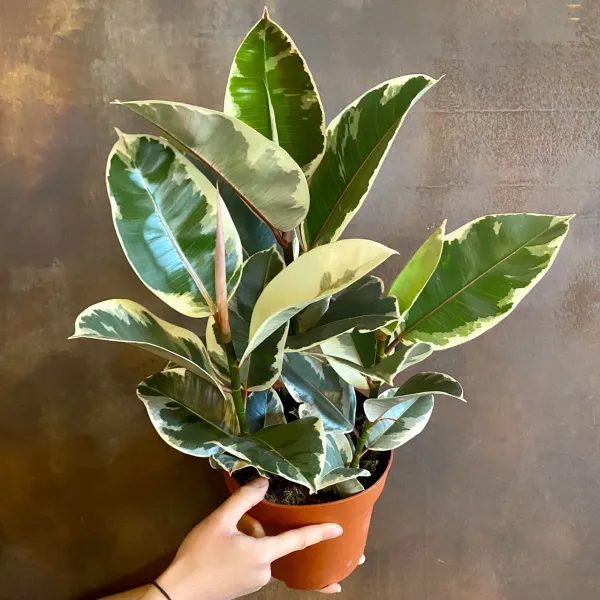 Green_Rubber_Plant_-_Grafted_&_Perennial