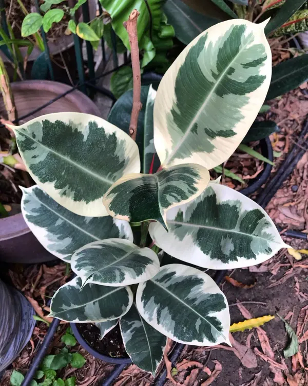Green_Rubber_Plant_-_Grafted_&_Perennial