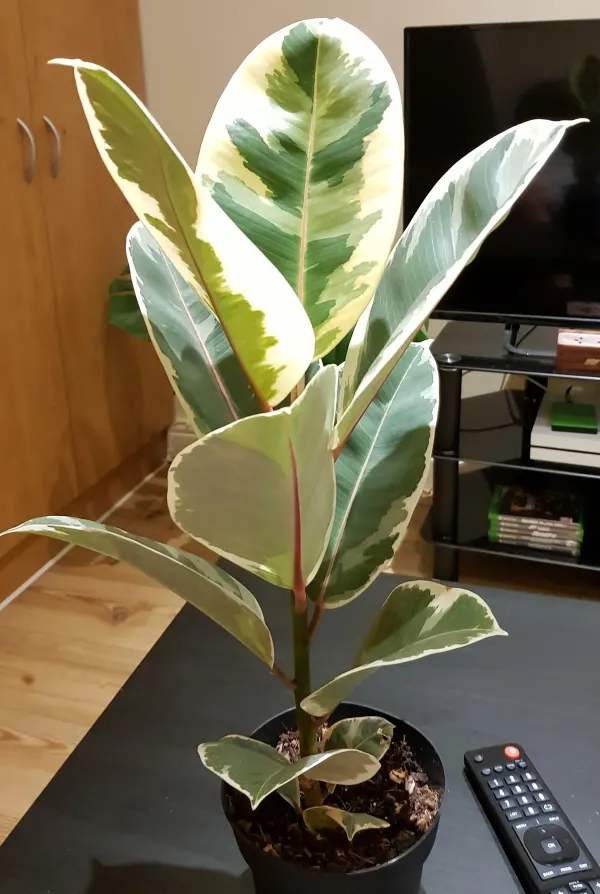 Green_Rubber_Plant_-_Grafted_&_Perennial