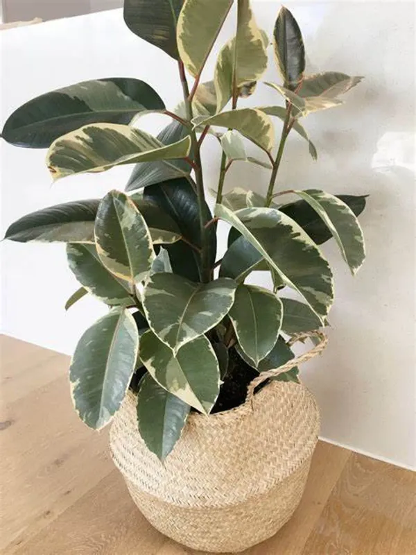 Green_Rubber_Plant_-_Grafted_&_Perennial