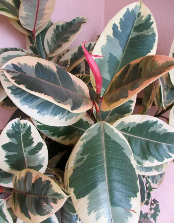 Green_Rubber_Plant_-_Grafted_&_Perennial