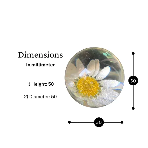 White_Resin_Real_Daisy_Flower_Sphere_Paper_Weight_For_Office_Study_Table_Stylish_Gifting