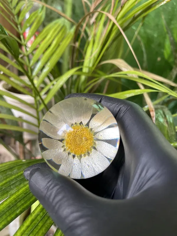 White_Resin_Real_Daisy_Flower_Sphere_Paper_Weight_For_Office_Study_Table_Stylish_Gifting