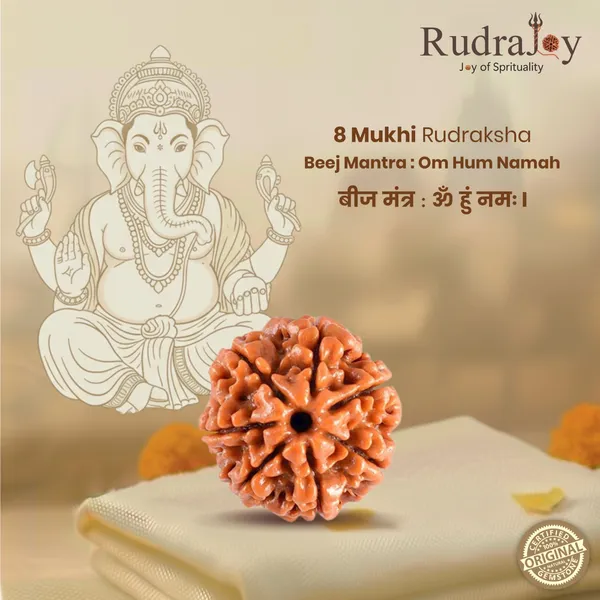 Original_8_Mukhi_Rudraksha_|_Nepali_Abhimantrit