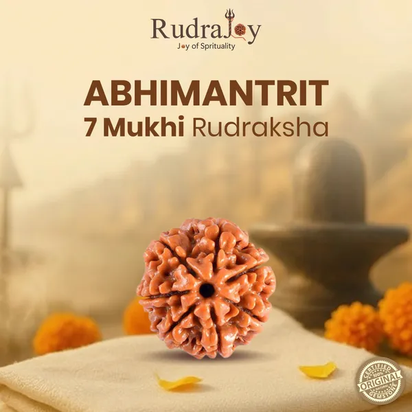 Original_7_Mukhi_Rudraksha_|_Nepali_Abhimantrit