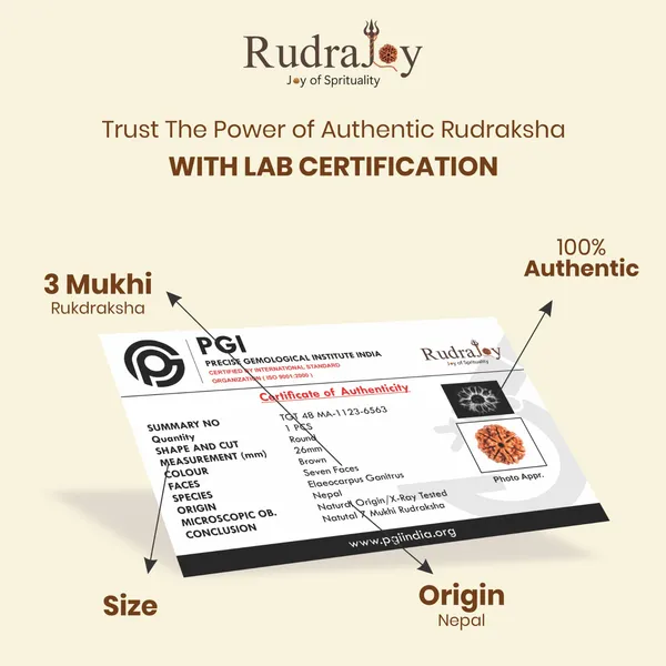 Original_7_Mukhi_Rudraksha_|_Nepali_Abhimantrit