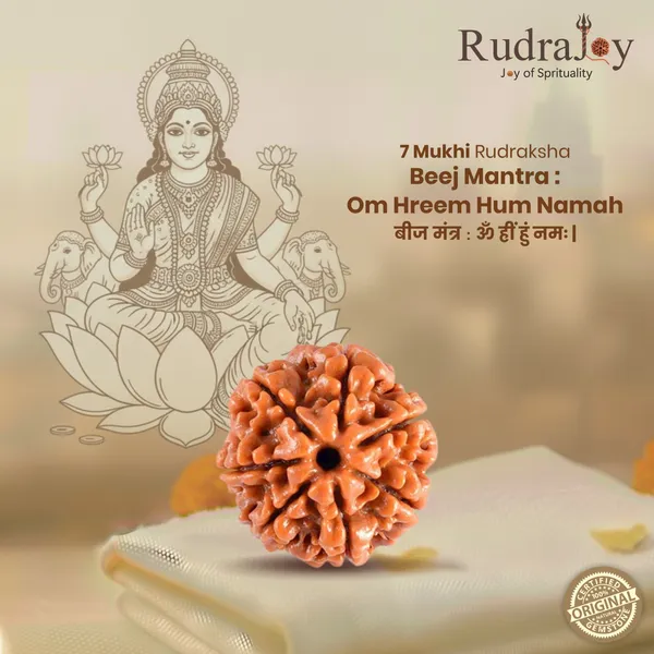 Original_7_Mukhi_Rudraksha_|_Nepali_Abhimantrit