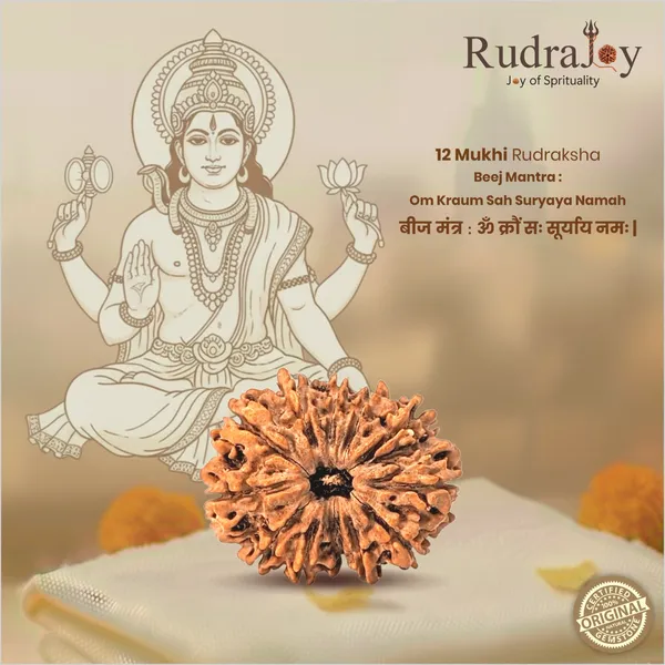 Original_12_Mukhi_Rudraksha_|_Nepali_Abhimantrit