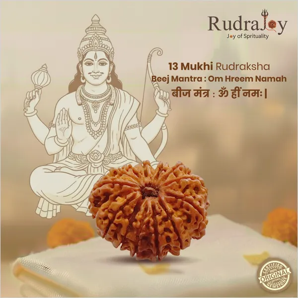 Original_13_Mukhi_Rudraksha_|_Nepali_Abhimantrit