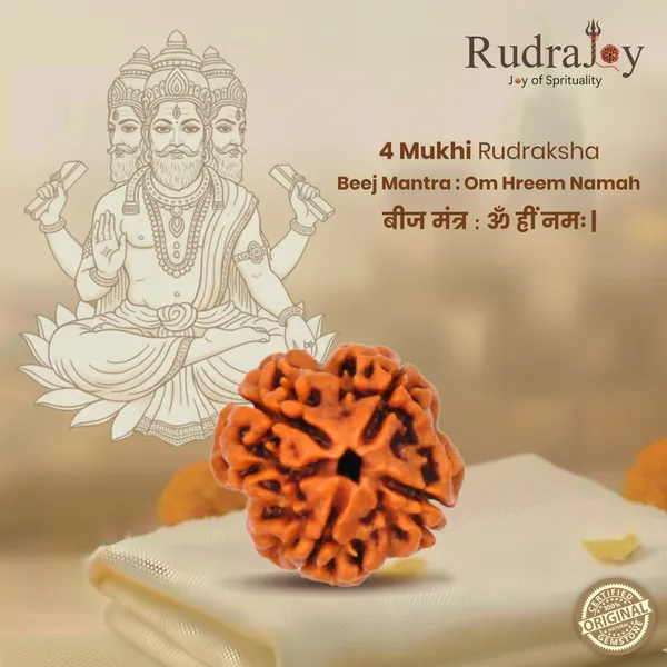 Original_4_Mukhi_Rudraksha_|_Nepali_Abhimantrit
