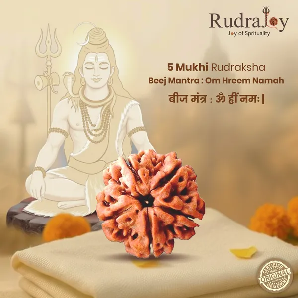 Original_5_Mukhi_Rudraksha_|_Nepali_Abhimantrit