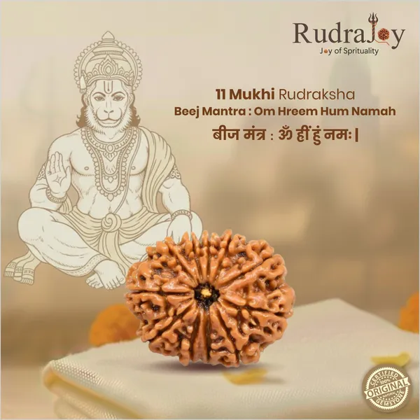 Original_11_Mukhi_Rudraksha_|_Nepali_Abhimantrit