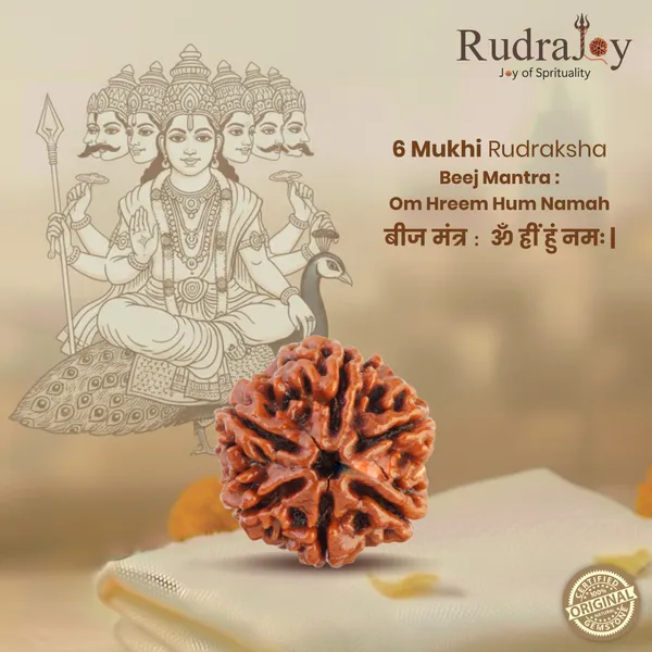 Original_6_Mukhi_Rudraksha_|_Nepali_Abhimantrit