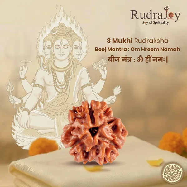 Original_3_Mukhi_Rudraksha_|_Nepali_Abhimantrit