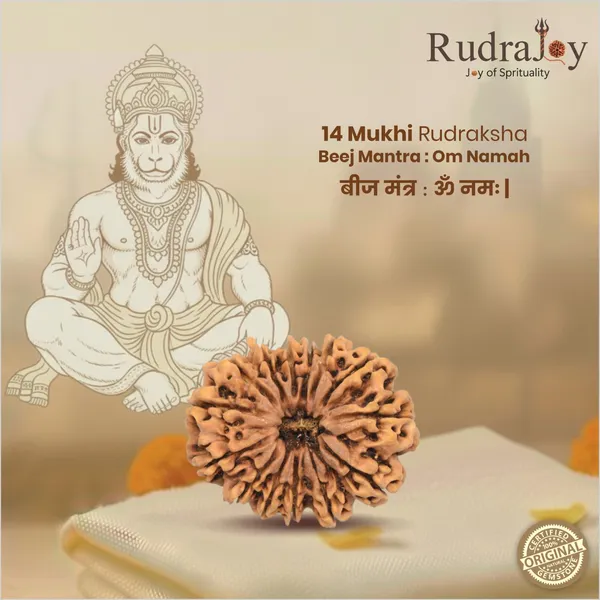 Original_14_Mukhi_Rudraksha_|_Nepali_Abhimantrit